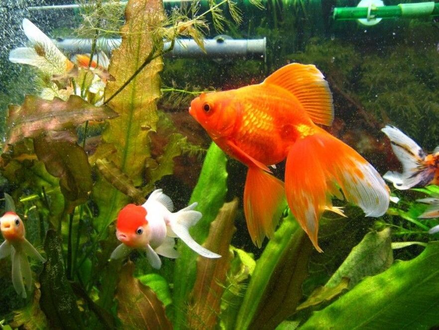 novac akvarij sa zlatnim ribicama